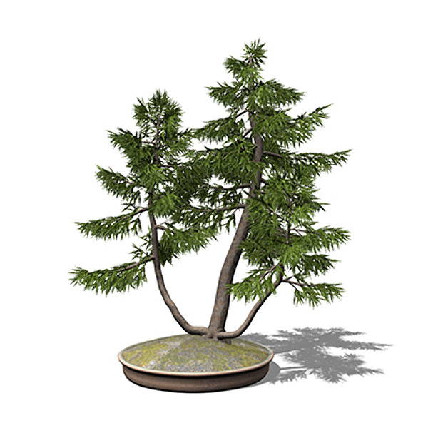 xfrogplants bonsai japanese white max - XfrogPlants Bonsai Japanese White Larch by xfrog
