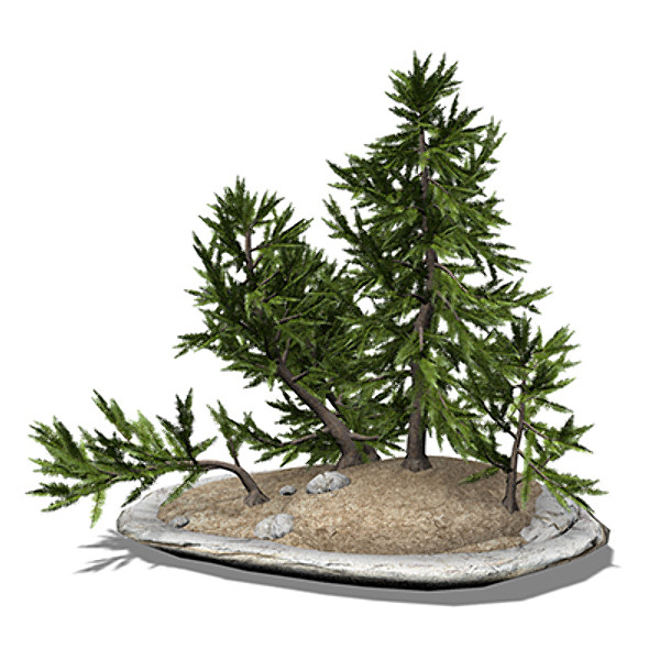 xfrogplants bonsai japanese white max - XfrogPlants Bonsai Japanese White Larch by xfrog