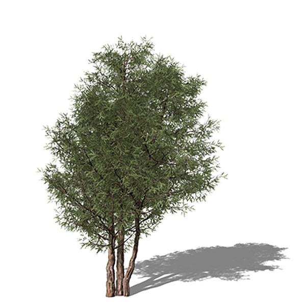 3d model xfrogplants english yew tree - XfrogPlants English Yew EU by xfrog