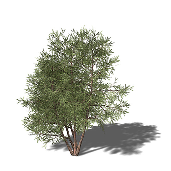 3d model xfrogplants english yew tree - XfrogPlants English Yew EU by xfrog
