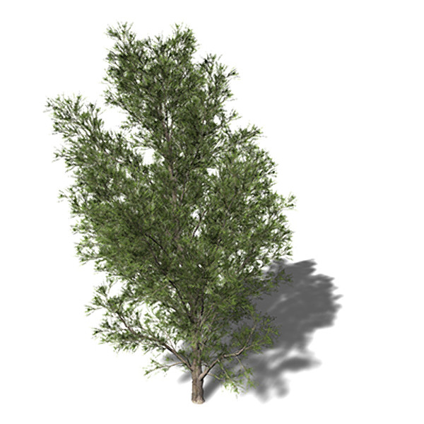 XfrogPlants Temple Juniper
