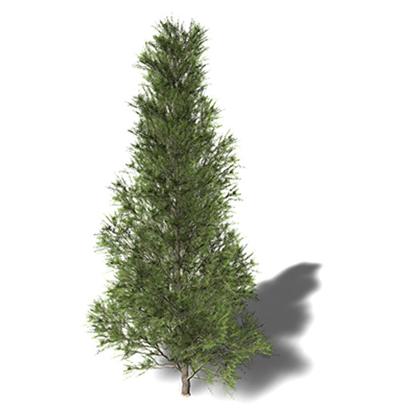 XfrogPlants Temple Juniper