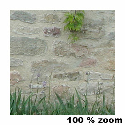 Stone wall with vine.jpg