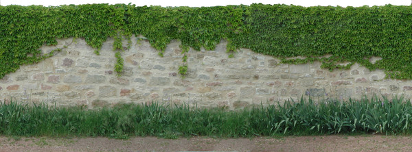 Stone wall with vine.jpg