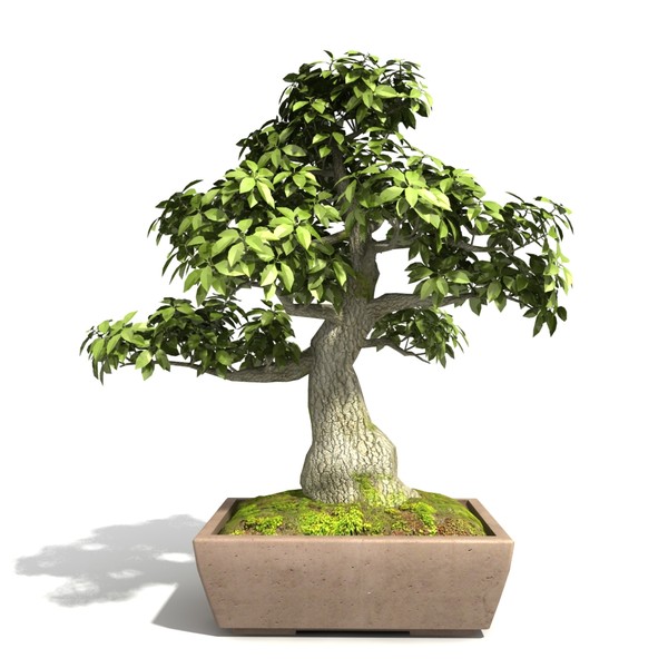 Tree - Bonsai_01