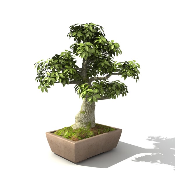 Tree - Bonsai_01