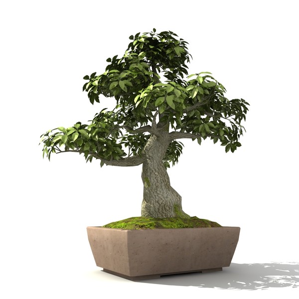 Tree - Bonsai_01