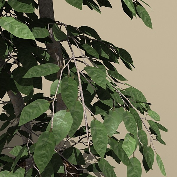 3d model plant potted - plant_potted_c by monkeyodoom