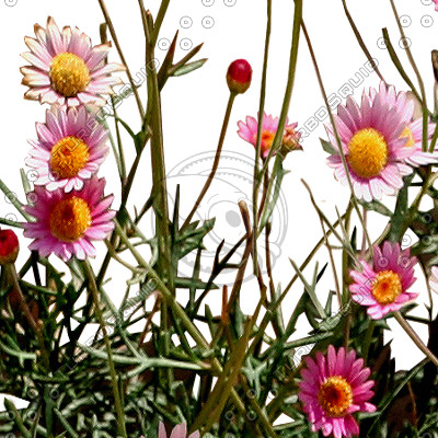 Flower_H_13.tga