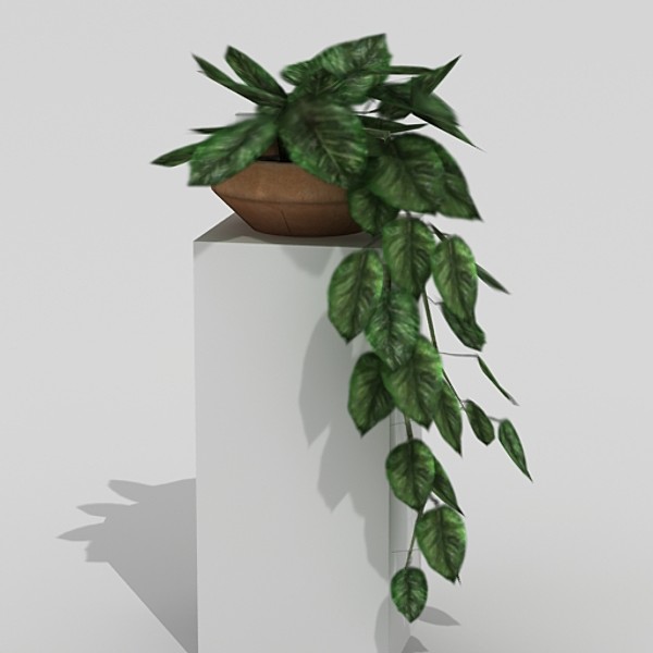 ficus 3d model - Ficus by fabelar