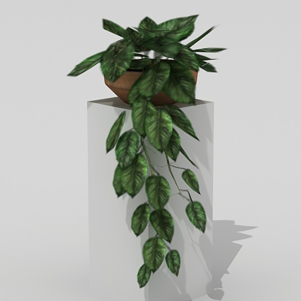 ficus 3d model - Ficus by fabelar