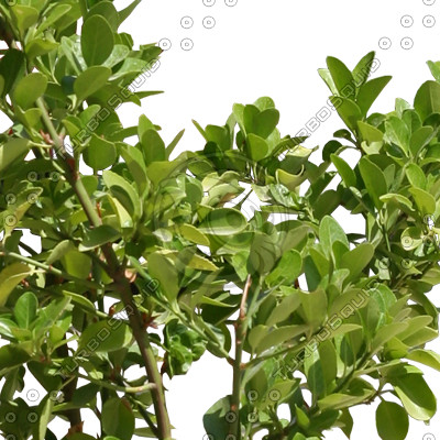 Bush_S_16.tga