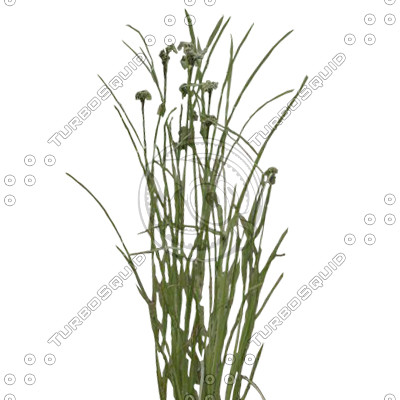 BushL_06.tga