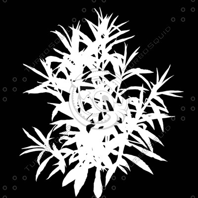 Grass_07.tga