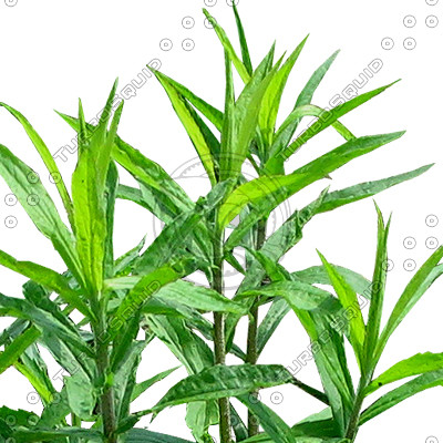 Grass_07.tga