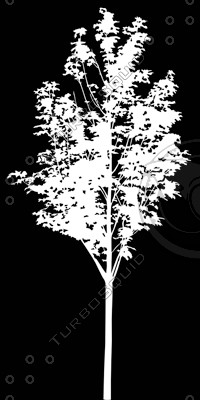 Euro_tree_5.tga