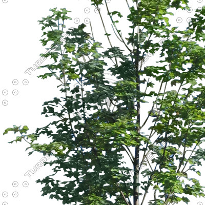 Euro_tree_5.tga