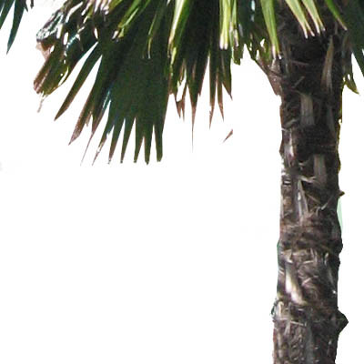 Palmyra palm, Toddy Palm, Lontar Palm