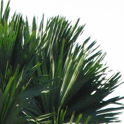 Palmyra palm, Toddy Palm, Lontar Palm