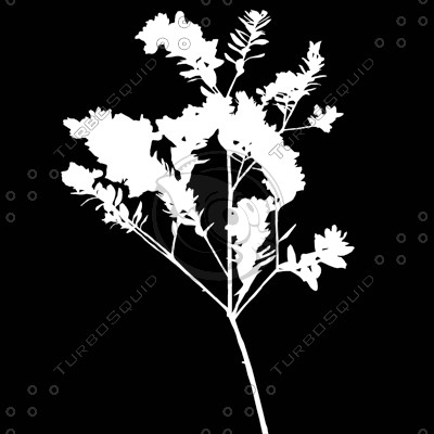 Branch_s_42.tga