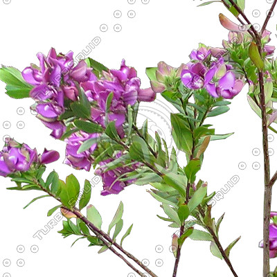 Branch_s_42.tga