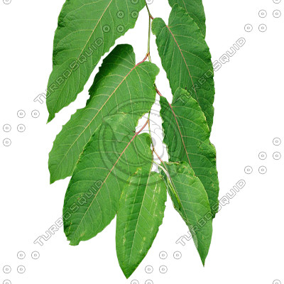 Branch_tropic_3.tga