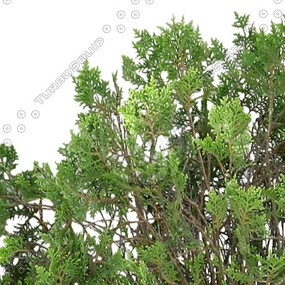 Bush_S_13.tga
