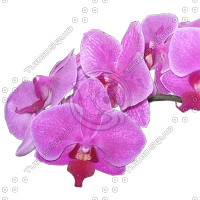 Flower_V_05.tga