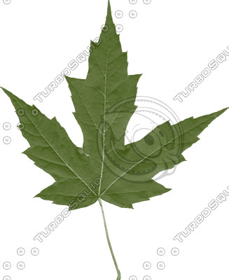 Leaf collection