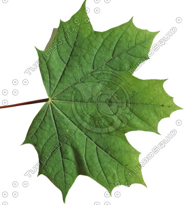 Leaf collection