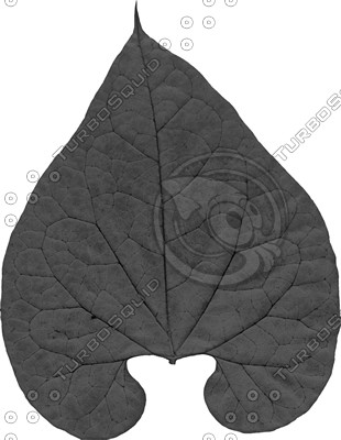 leaf 04