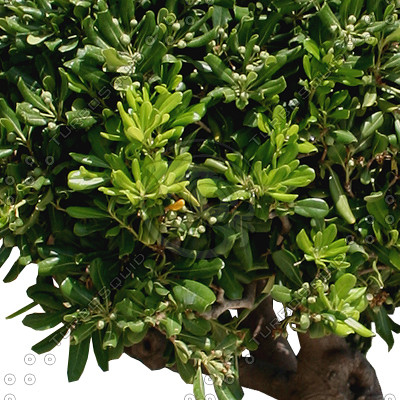 Tree_N_01.tga