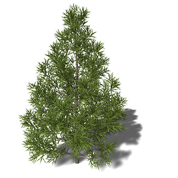 3ds max xfrogplants japanese white larch - XfrogPlants Japanese White Larch by xfrog