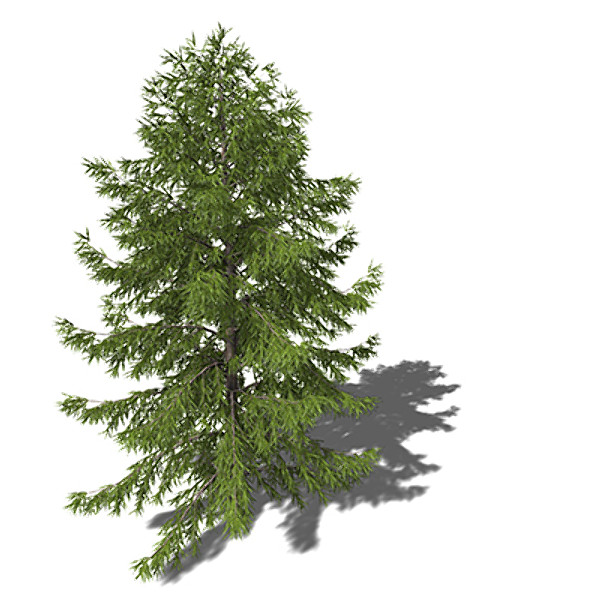 3ds max xfrogplants japanese white larch - XfrogPlants Japanese White Larch by xfrog