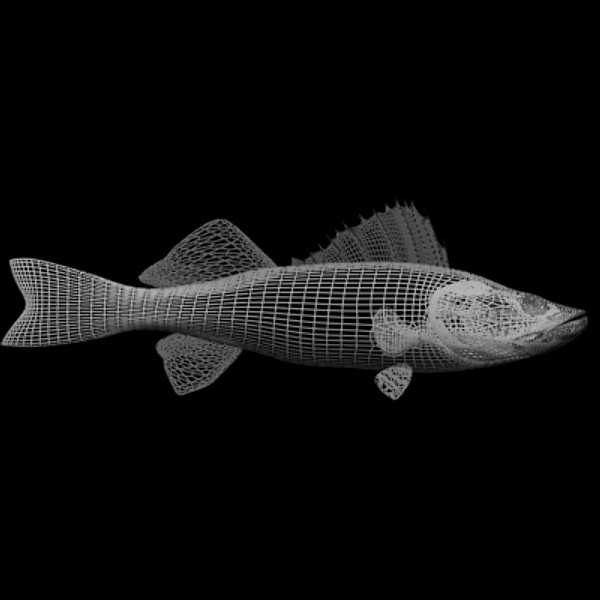 max largemouth fish - Freshwater fish collection by gauthier12