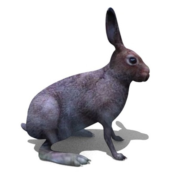 3d model brown hare - hare by 3DMB