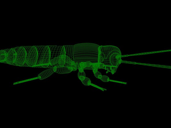 max cockroach - cockroach by Drebezg_Kontaktov