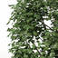XfrogPlants Norway Maple
