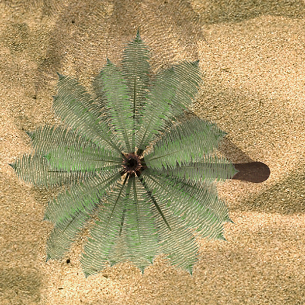 3d palm - Palm 02 by fabelar