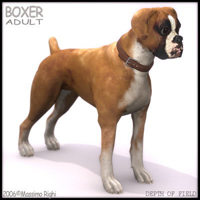 3d extensive dog model - 12 Dogs Collection (1) by Massimo Righi