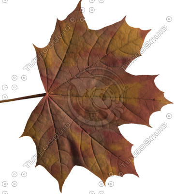 leaf 03