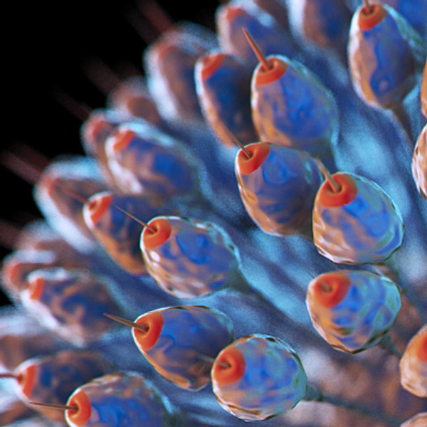 Virus