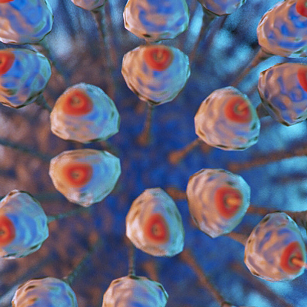 Virus