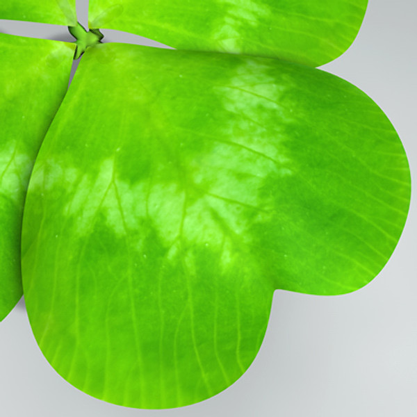 Clover_Obj/Fbx/3ds