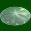 protist - Actinoptychus splendens