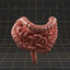 Anatomy_intestine