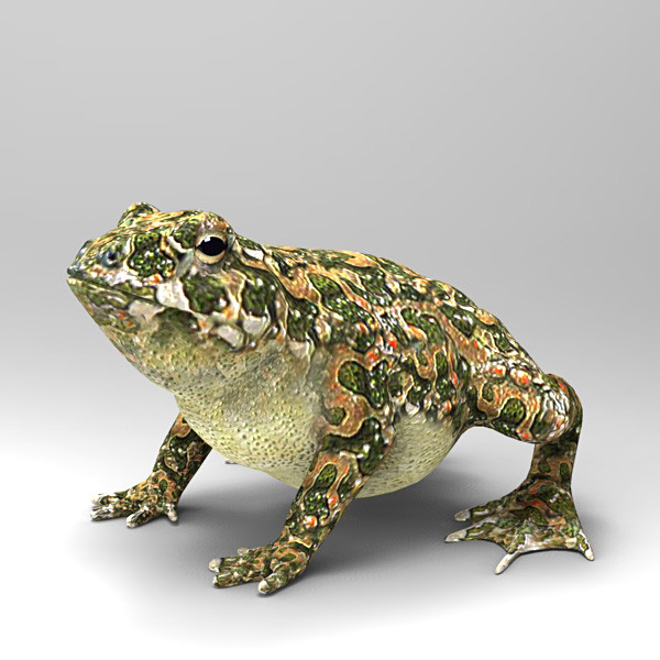 Toad