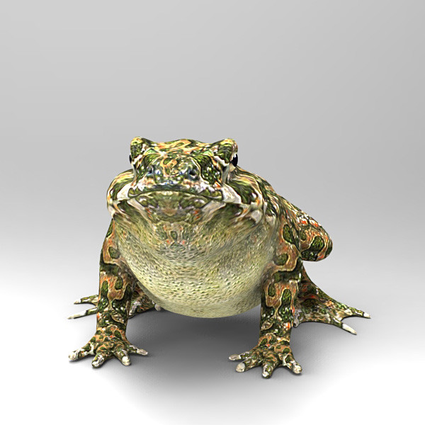 Toad