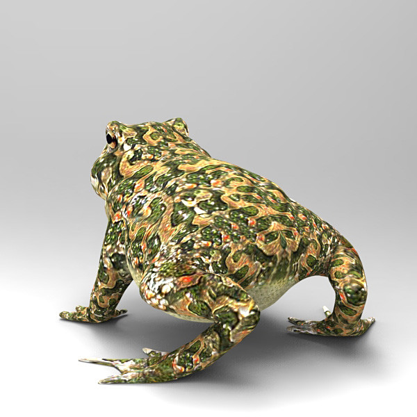 Toad