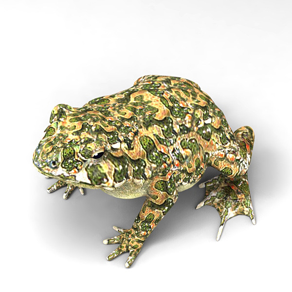 Toad
